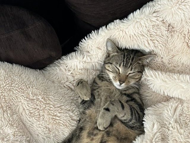 Rocky, chat pensionnaire, endormi paisiblement à la pension à Montlhéry (91)